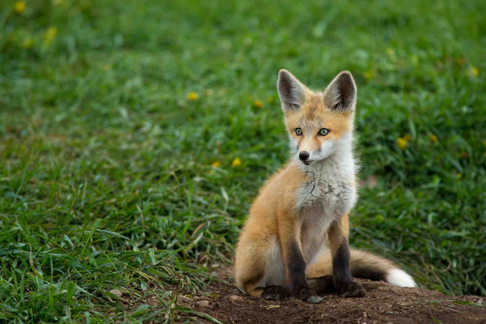 https://skiluxemagazine.com/wp-content/uploads/2020/09/Red-Fox-at-Three-Forks.jpg