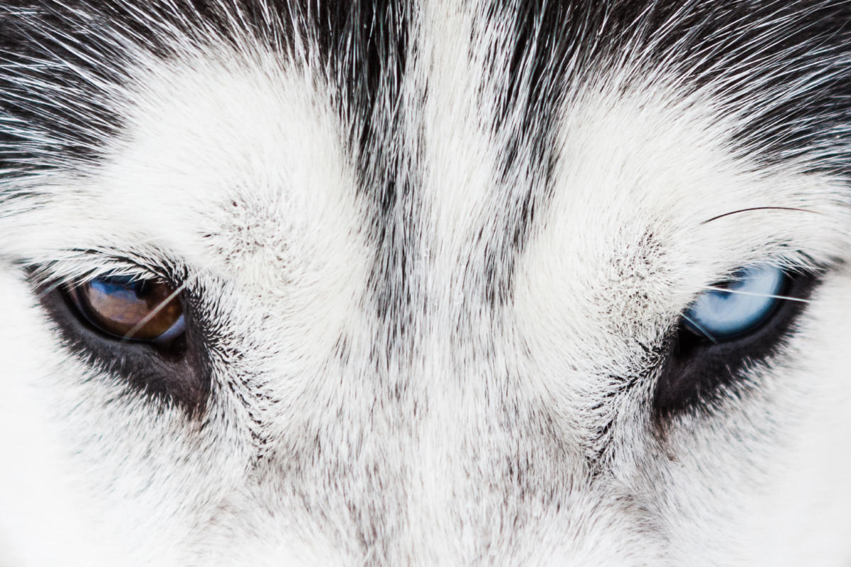 La Grande Odyssée Savoie Mont Blanc: close up of husky dog