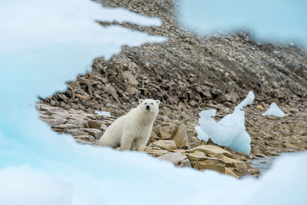 expedition polar bears